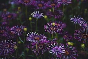Purple flowers Photo by Tim Mossholder on Unsplash