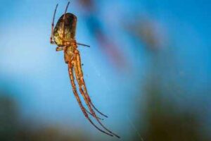 Spider Photo by Mihail Cioinica on Unsplash