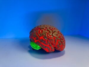 Brain Figure Photo by Natasha Connell on Unsplash