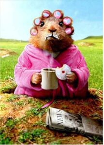 Groundhog